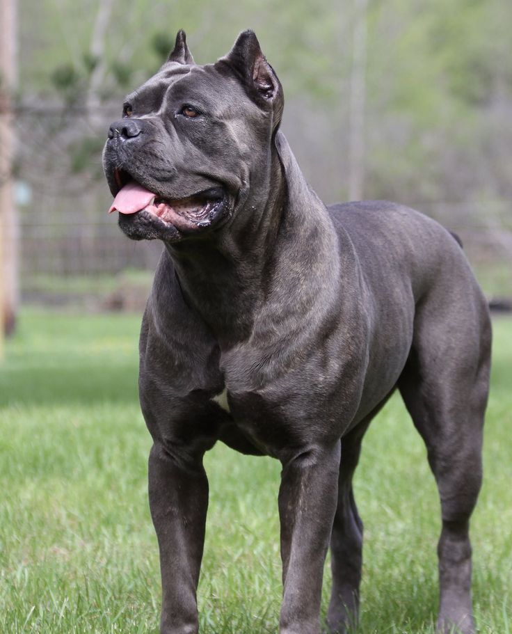 cane corso for sale price cane corso for sale near me cane corso price cane corso for sale $700 xxl cane corso puppies for sale cane corso for sale florida cane corso for sale texas cane corso for sale houston