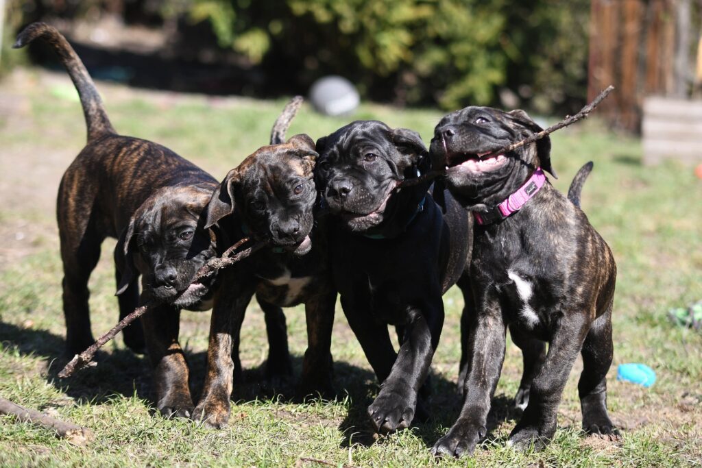 kingscanecorso