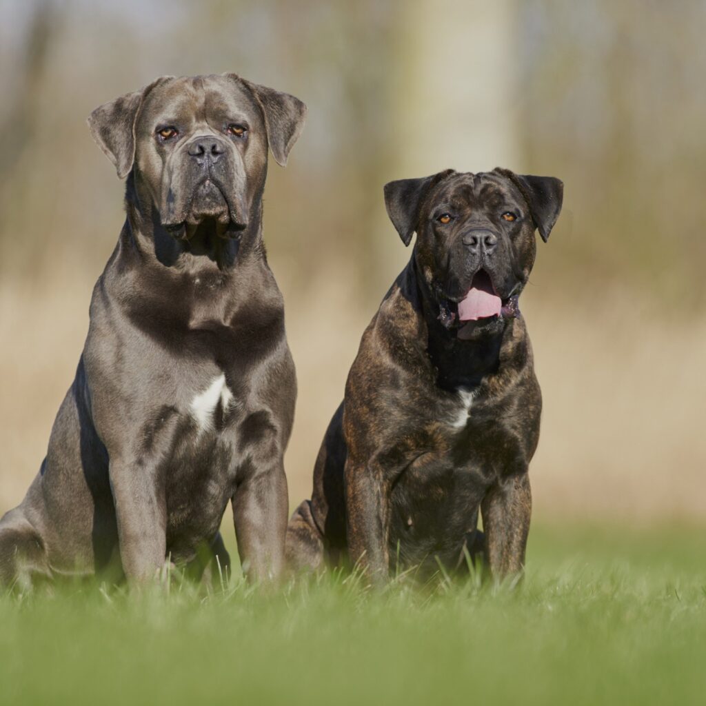 kingscanecorso