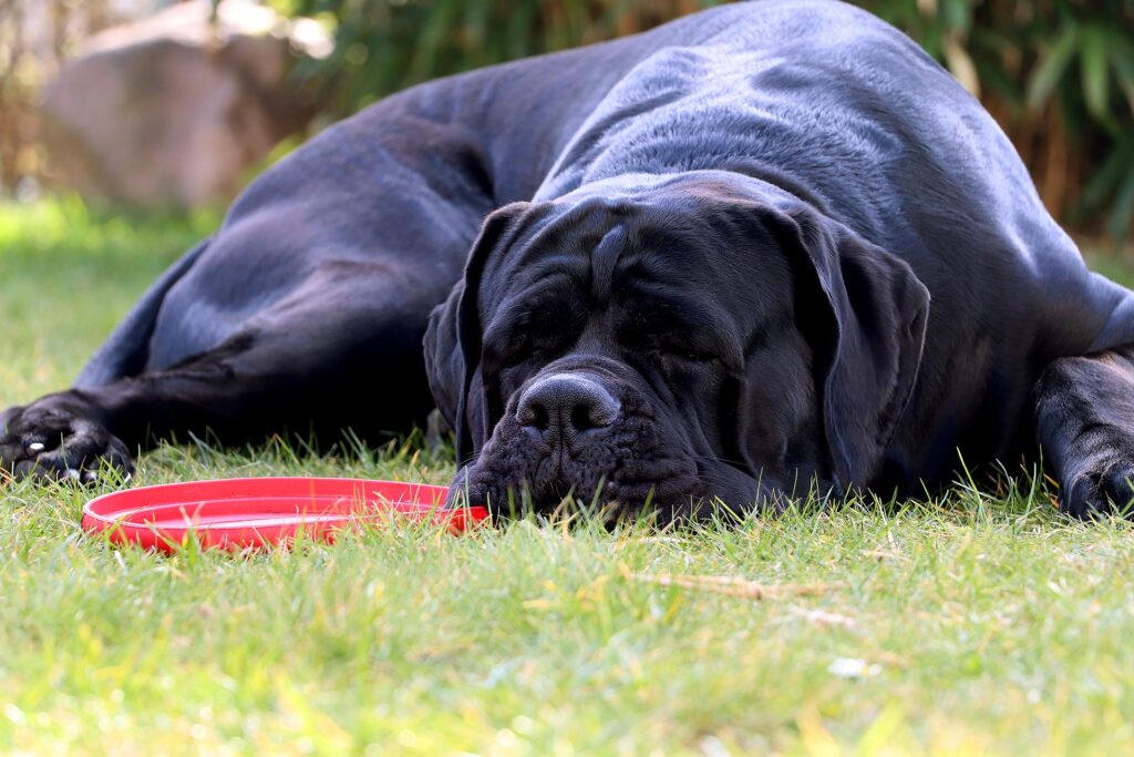 kingscanecorso