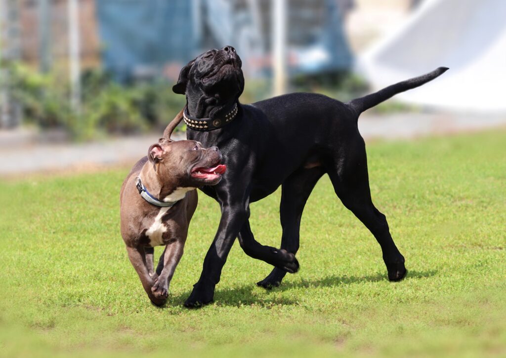 kingscanecorso