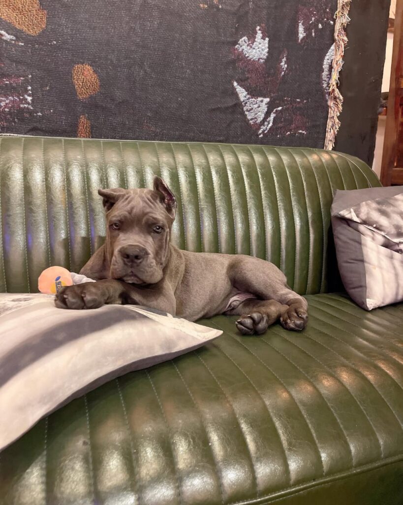 kingscanecorso